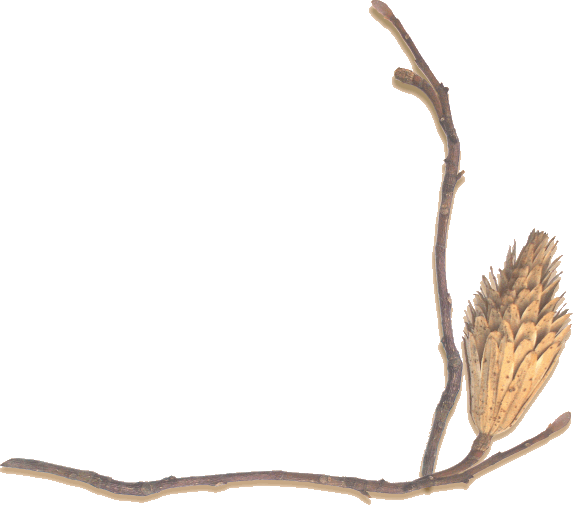 bottom twisted tree branch