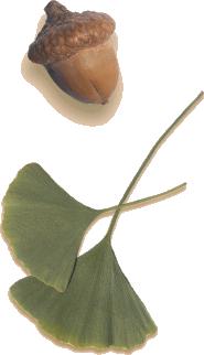 leaf acorn